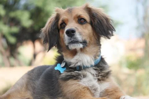 Dog Portrait Stock Photos