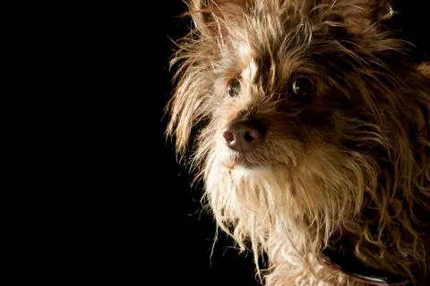 Dog Portrait Stock Photos