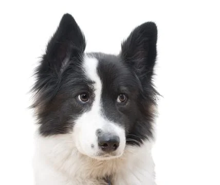 Dog portrait Stock Photos