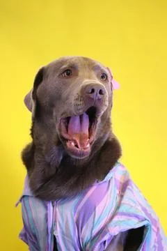 Dog portrait Stock Photos