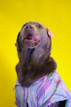 Dog portrait Stock Photos