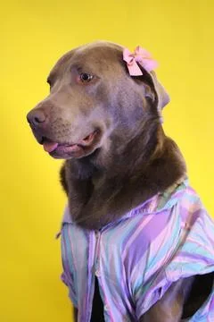 Dog portrait Stock Photos