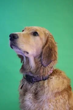 Dog portrait Stock Photos