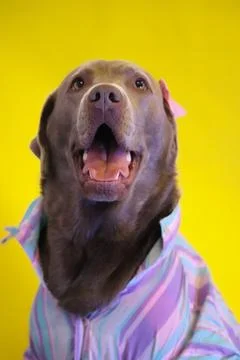 Dog portrait Stock Photos