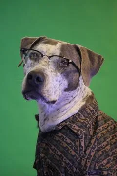 Dog portrait Stock Photos
