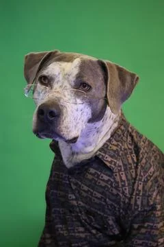 Dog portrait Stock Photos