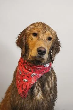Dog portrait Stock Photos