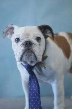 Dog portrait Stock Photos