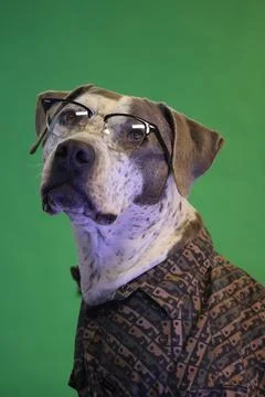 Dog portrait Stock Photos