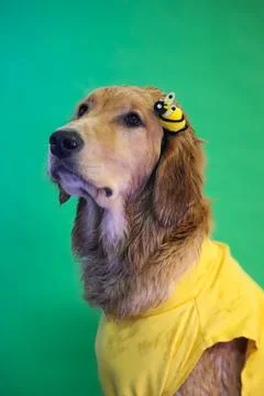 Dog portrait Stock Photos