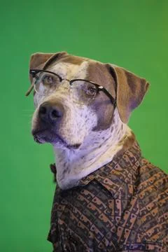 Dog portrait Stock Photos