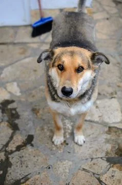 Dog portrait Foto stock