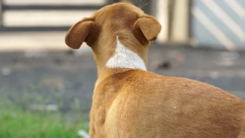 Dog Portrait Slow-Motion Video Stock Footage 304565375