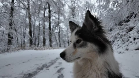 Dog portrait in the snow. Stock Footage 312871529