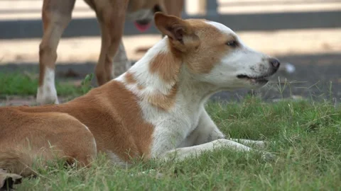 Dog Portrait Video Stock Footage 304565410