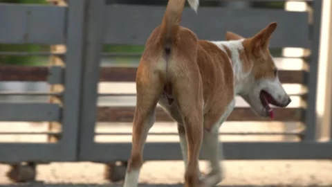 Dog Portrait Video Stock Footage 304565416