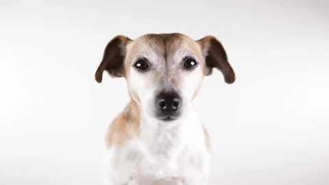 Dog portrait white Stock-Footage 124133773