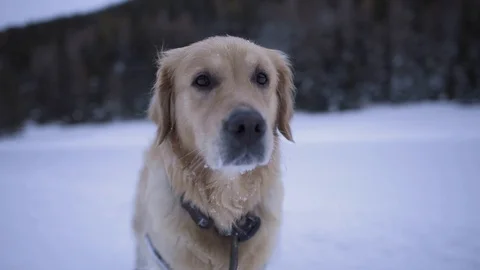 Dog portrait in winter Stock Footage 120776267