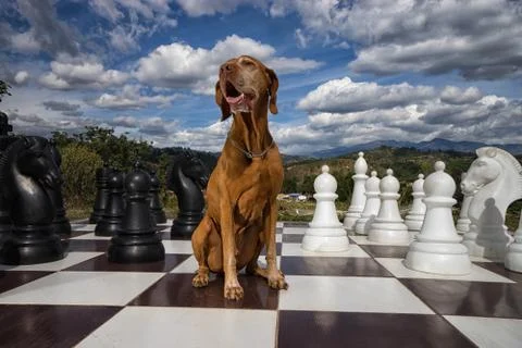 Dog pose with chess Stock Photos