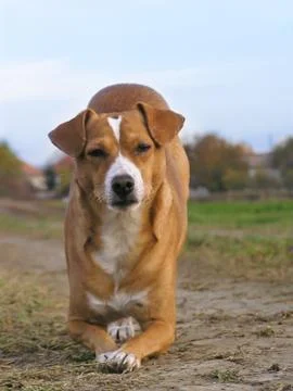 Dog pose Stock Photos