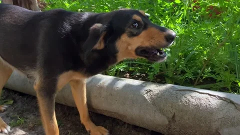 The dog poses in front of the camera, happily eating bones. Vídeos de archivo 231602629