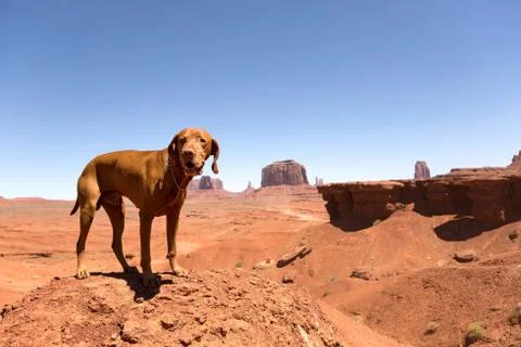 Dog posing in the desert Stock Photos
