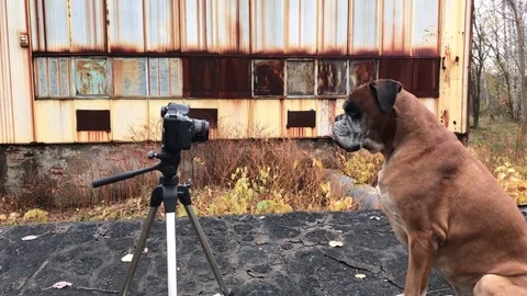 Dog posing in front of camera. Stock-Footage 82378267