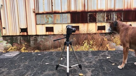 Dog posing in front of camera. Stock Footage 82378472