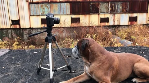 Dog posing in front of camera. Video stock 82403703