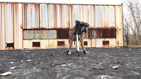 Dog posing in front of camera. Stock Footage 82414830