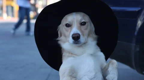Dog Posing with Hat Stock Footage 47389601