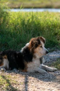 Dog posing Stock Photos