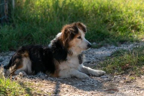 Dog posing Foto stock