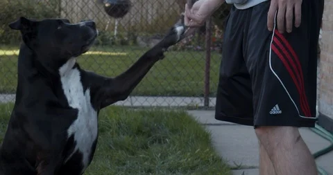 Dog Practicing Giving Paw to Owner 4K Stock Footage