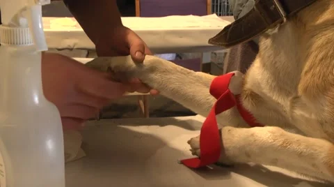 The dog is prepared for sterilization. Vet Stock-Footage 68115580