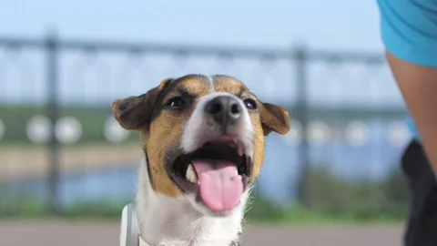 A dog is preparing for jogging with its owner Stock Footage 79936968