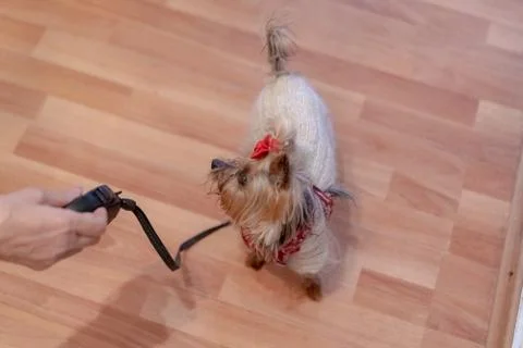 The dog is preparing for a walk Stock Photos