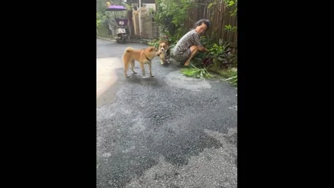 Dog pretending to be hurt in front of Its owner in Chengdu, Sichuan, China Stock Footage 253306131