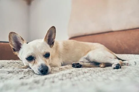 The dog, previously sitting on the bed between the chihuahua and averting his Stock Photos