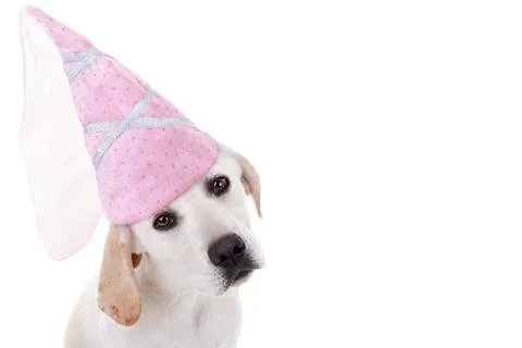 Dog Princess Stock Photos
