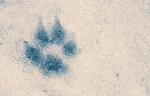 Dog print Stock Photos