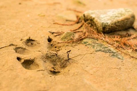 Dog print in sand Stock Photos