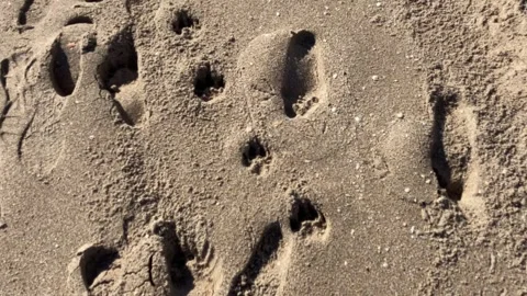 Dog Prints on a Beach 스톡 동영상 293180263