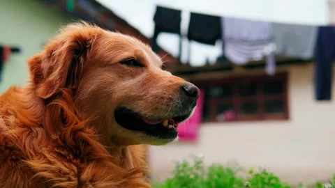 Dog profile 2 Stock Footage 240517047