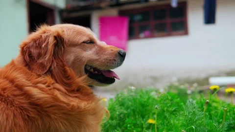 Dog profile Stock Footage 240517050