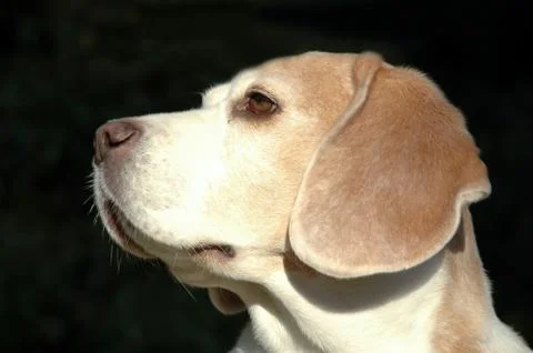 Dog in profile Stock Photos