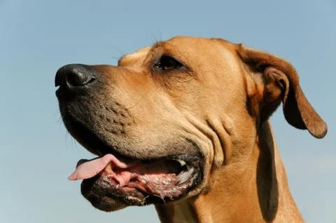 Dog in profile Stock Photos