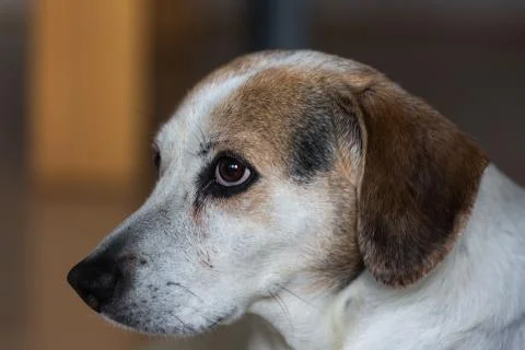 Dog - profile Stock Photos