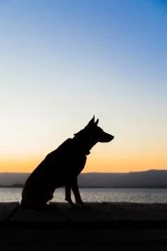 Dog in profile Stock Photos