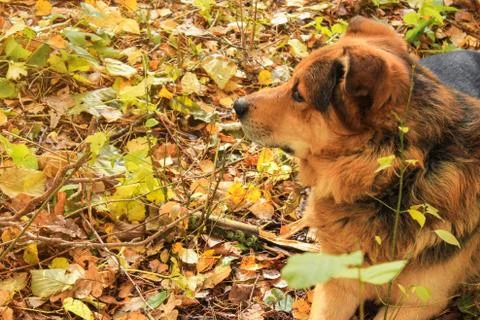 Dog in profile Stock Photos